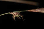 Blue Ridge sedge